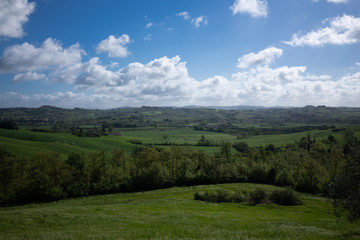 Obraz premium Italian vineyard