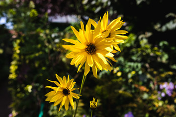 Multiple yellow schweinitz Sunflower against the cloudy sky