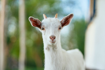 Fototapeta premium portrait of a goat