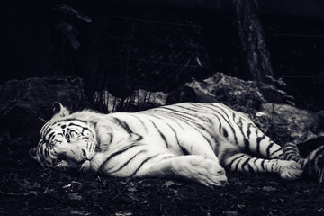 Rare beautiful siberian white tiger, laying on the groud