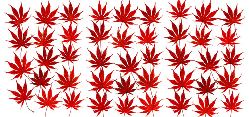 Aneinandergereihte, verfärbte Blätter eines Zierahorns