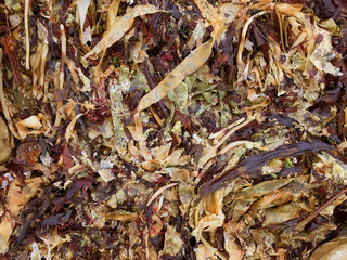 Mixed seaweed on shore