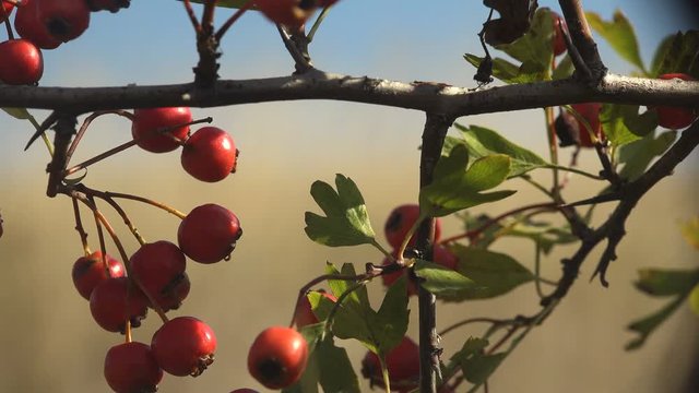 Crataegus, commonly called hawthorn, quickthorn, thornapple, May-tree, whitethorn, hawberry, in Rosaceae a medicinal tree, red berries grow on several branches on one stem