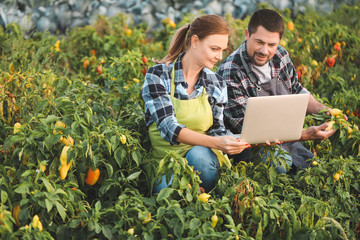 Agricultural engineers working in field