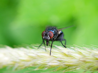 fly on leaf