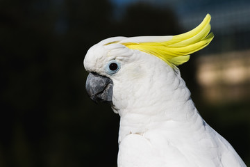 Cacatu white parrot withy yellow feathers on the head, sitting on a branch