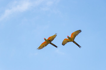 Multiple Red green ara parrot, flying against sky
