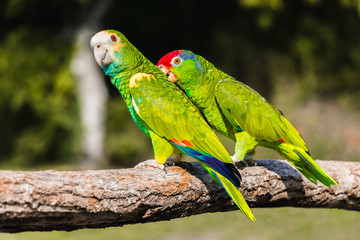 Green yellow red  parrots, sitting on a branch