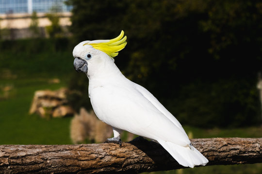 Cacatu white parrot withy yellow feathers on the head, sitting on a branch