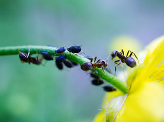 ant on a flower