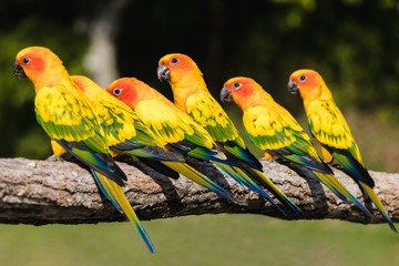 Green yellow red  parrots, sitting on a branch