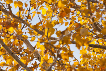 background of branches and leaves of a black poplar