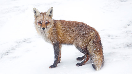 Obraz premium fox in snow landscape