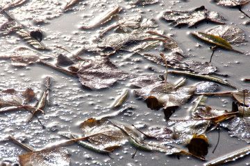 leaves in a puddle in a sunny day after the rain