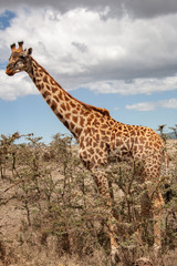 giraffe in the african national park