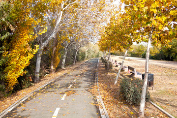 Bikeway in a park full of trees in Zaragoza with benches, Spain