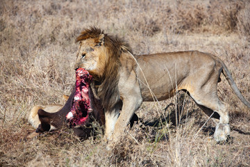 Male lion feeding on a buffalo
