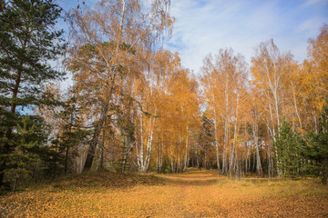 Fototapeta premium Beautiful autumn forest