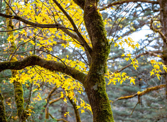 Yellow Autumn leaves and tree with moss covered bark, Yunnan, China