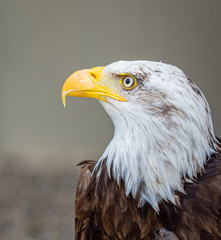 Pygargue à tête blanche