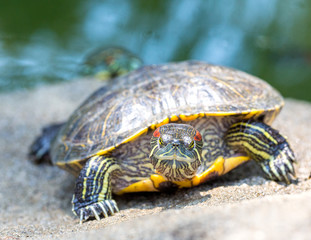 Terrapin climbing onto rock