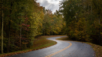 Fototapeta premium road in the forest