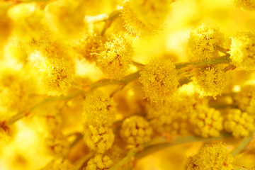 Mimosa, acacia dealbata or silver wattle, macro. Spring yellow mimosa flowers. Flower spring background, 8 March, Easter, sun light