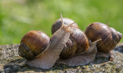 Grape snails sits on the gray stone in summer.