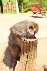 Old and wise Japanese macaque (snow monkey, macaca fuscata) eating nuts while sitting on a stool above the other monkeys, Arashiyama Monkey Park Iwatayama, Kyoto, Japan