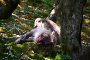 Sleeping Japanese macaque (snow monkey, macaca fuscata) while another grooms it, Arashiyama Monkey Park Iwatayama, Kyoto, Japan