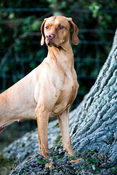 Portrait of Vizla dog standing at the base of a tree.