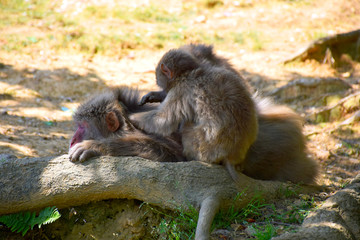 Japanese macaque (snow monkey, macaca fuscata) lying down while another grooms it, Arashiyama Monkey Park Iwatayama, Kyoto, Japan