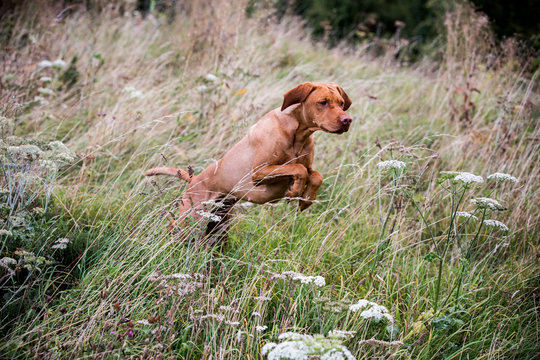 Portrait of Vizla dog running across a meadow.