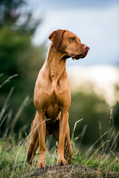 Portrait of Vizla dog standing on a meadow.