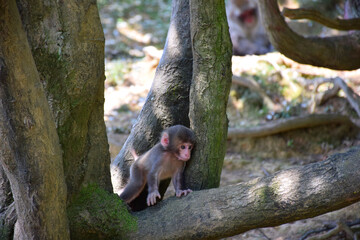 Cute Japanese baby macaque (snow monkey, macaca fuscata) exploring the forest, Arashiyama Monkey Park Iwatayama, Kyoto, Japan