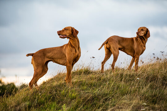 Vizsla dogs standing in meadow
