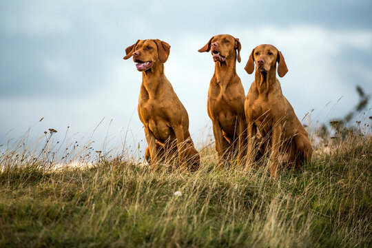 Vizsla dogs sitting in meadow