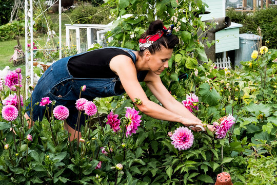 Woman standing in a garden, picking pink Dahlias.