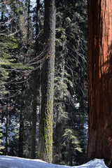 lichen covered tree in mount