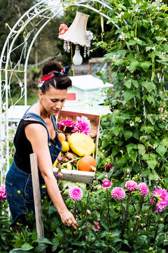 Woman standing in a garden, holding wooden crate with vegetables, picking pink Dahlias.