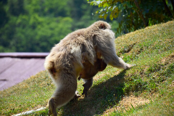 Mother Japanese macaque carrying a baby under its belly  (snow monkey, macaca fuscata) walking up the hill, Arashiyama Monkey Park Iwatayama, Kyoto, Japan