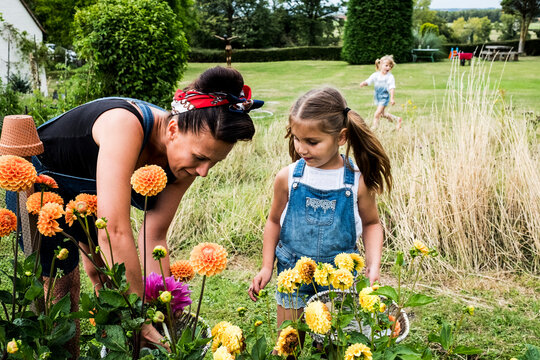 Girl and woman standing in a garden, picking pink and yellow Dahlias.