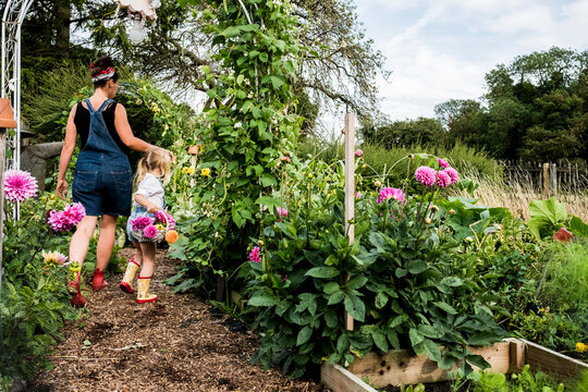 Girl and woman walking through a garden, carrying baskets with pink Dahlias.