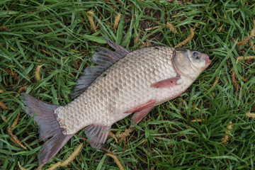 Caught fishes on green grass. Successful fishing. Freshly caught river fishes.