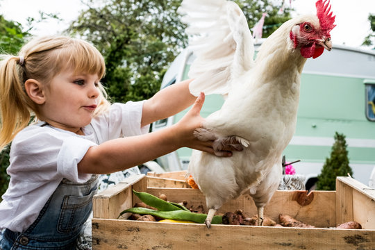 Close up of blond girl holding white chicken flapping it's wings.