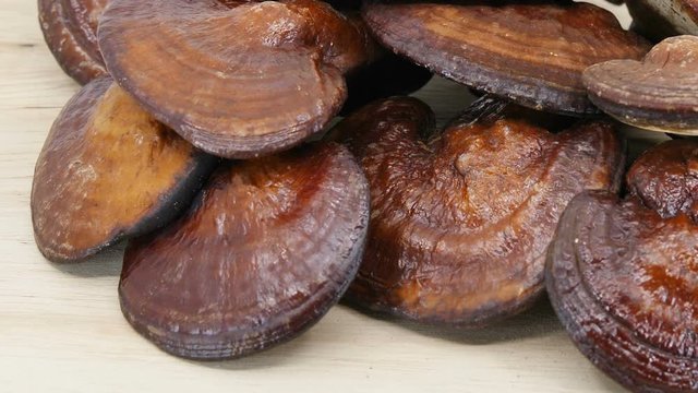 Lingzhi mushroom or Reishi mushroom on white background, Healthcare pharmacy Chinese medicine.