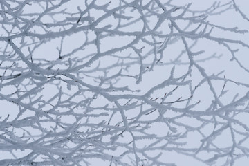 Frost on tree branches