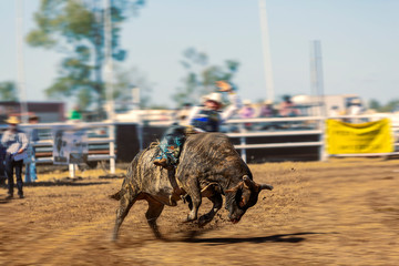 A Cowboy Riding A Bucking Bull At Rodeo