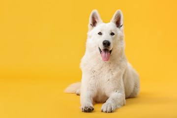 Cute funny dog on color background