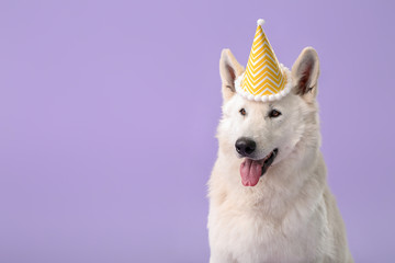 Cute funny dog with party hat on color background